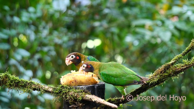 Brown-hooded Parrot - ML615741761