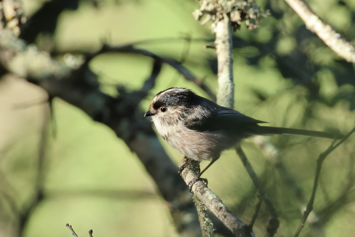 Long-tailed Tit - ML615741921