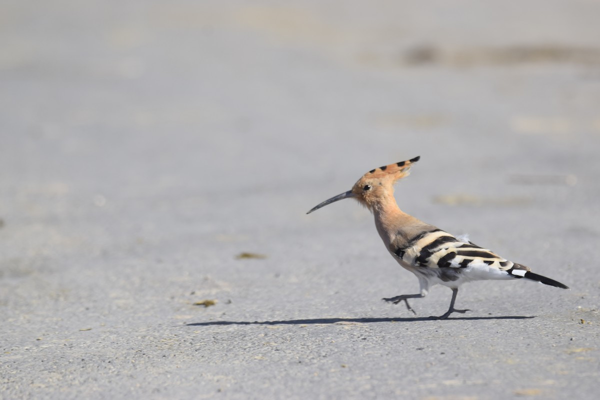 Eurasian Hoopoe - ML615741923