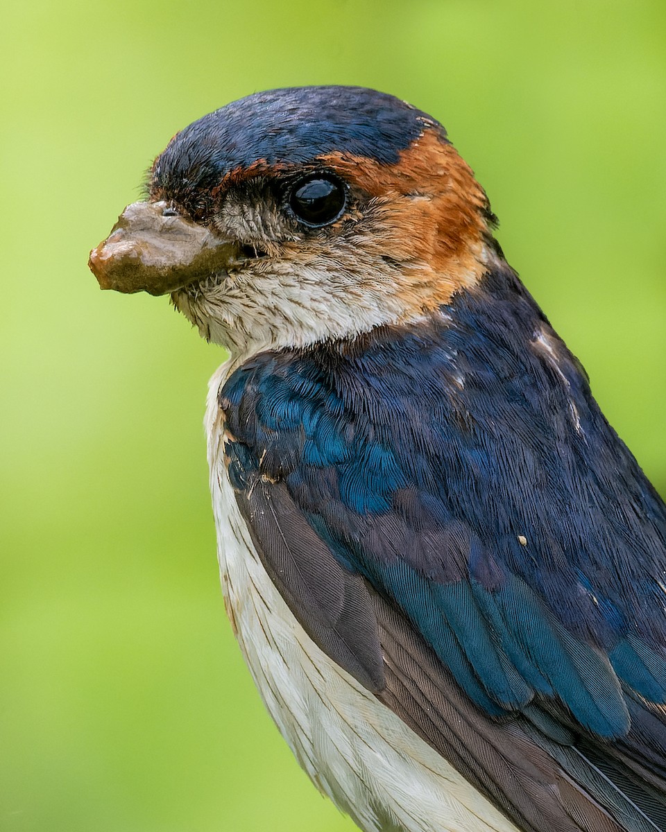 Red-rumped Swallow - Rajat Chordia