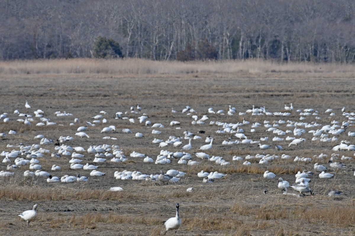 Snow Goose - ML615741967