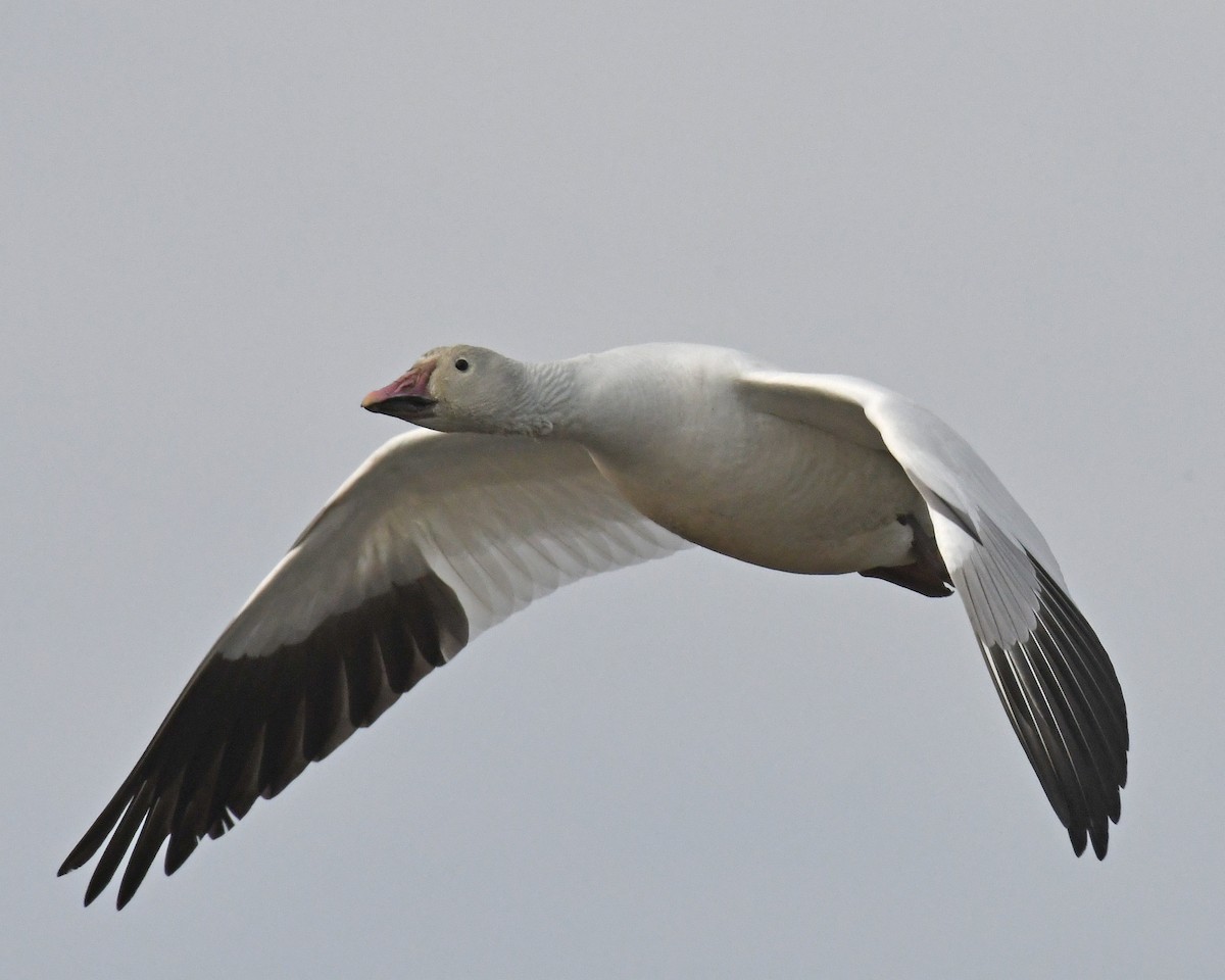 Snow Goose - ML615741971