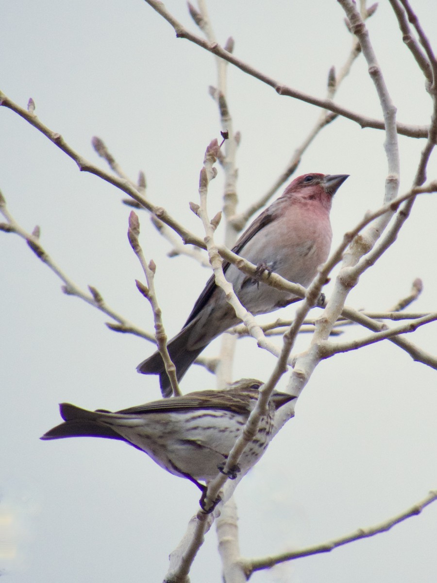 Cassin's Finch - ML615742058