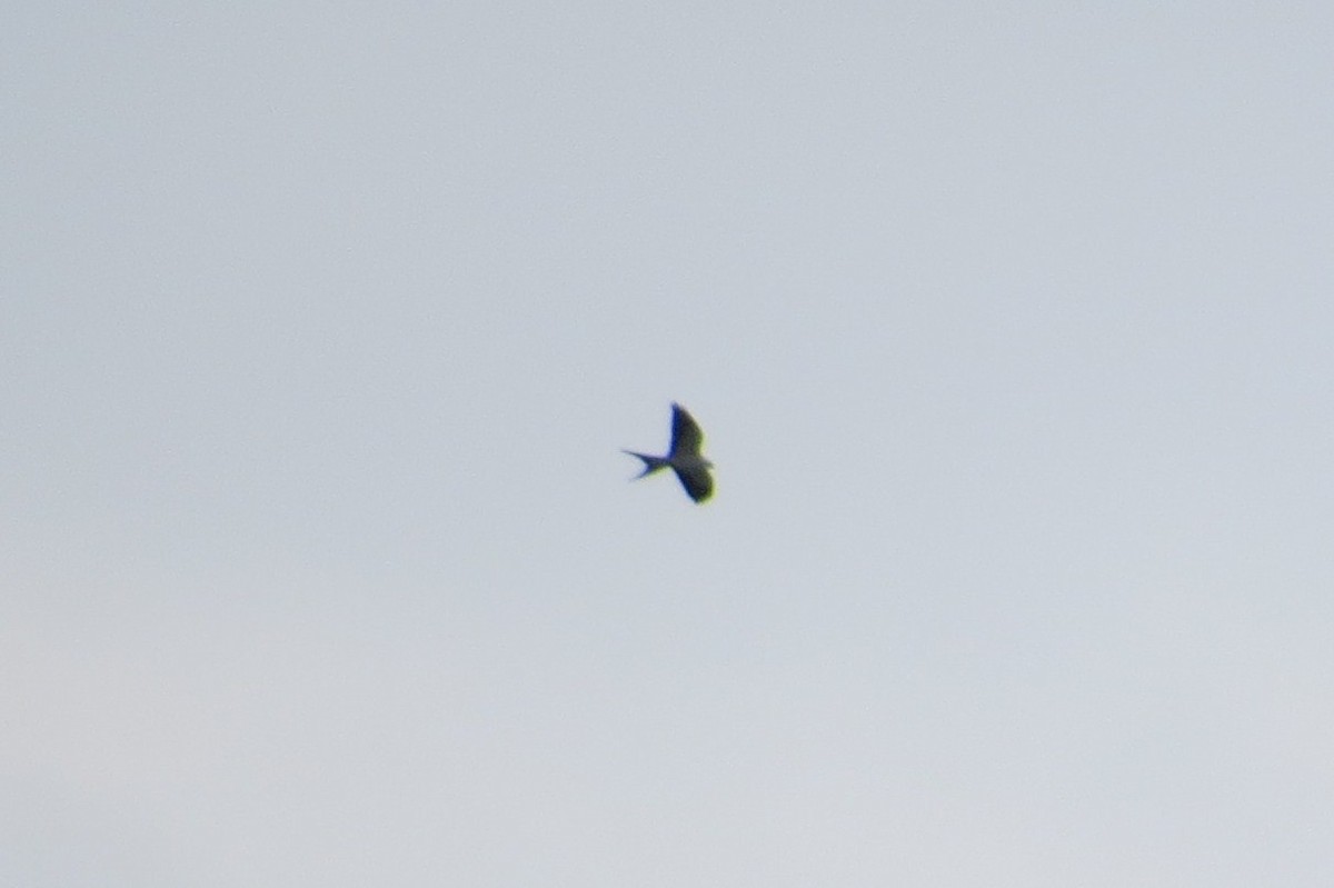 Swallow-tailed Kite - ML615742098