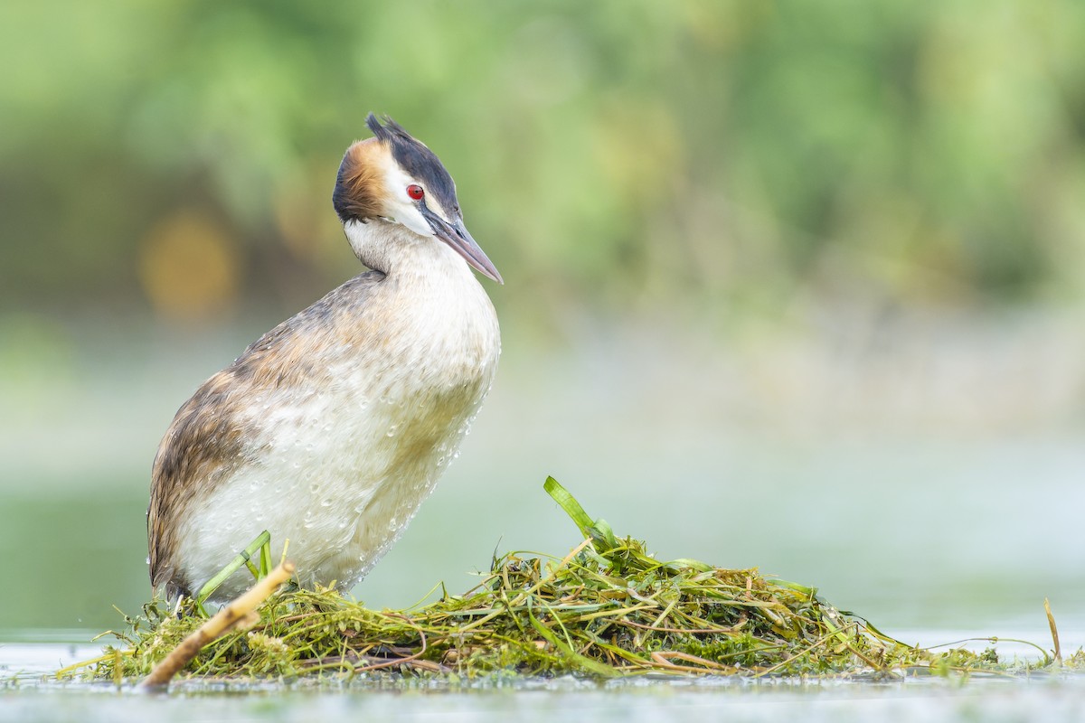 Great Crested Grebe - ML615742147