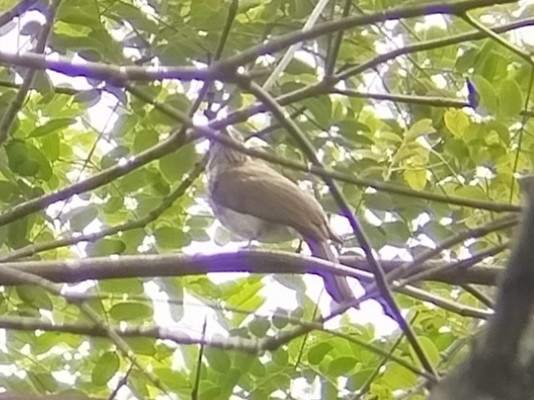 Streaked Bulbul - Lars Mannzen