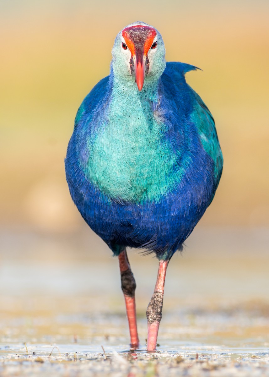 Gray-headed Swamphen - Rajat Chordia