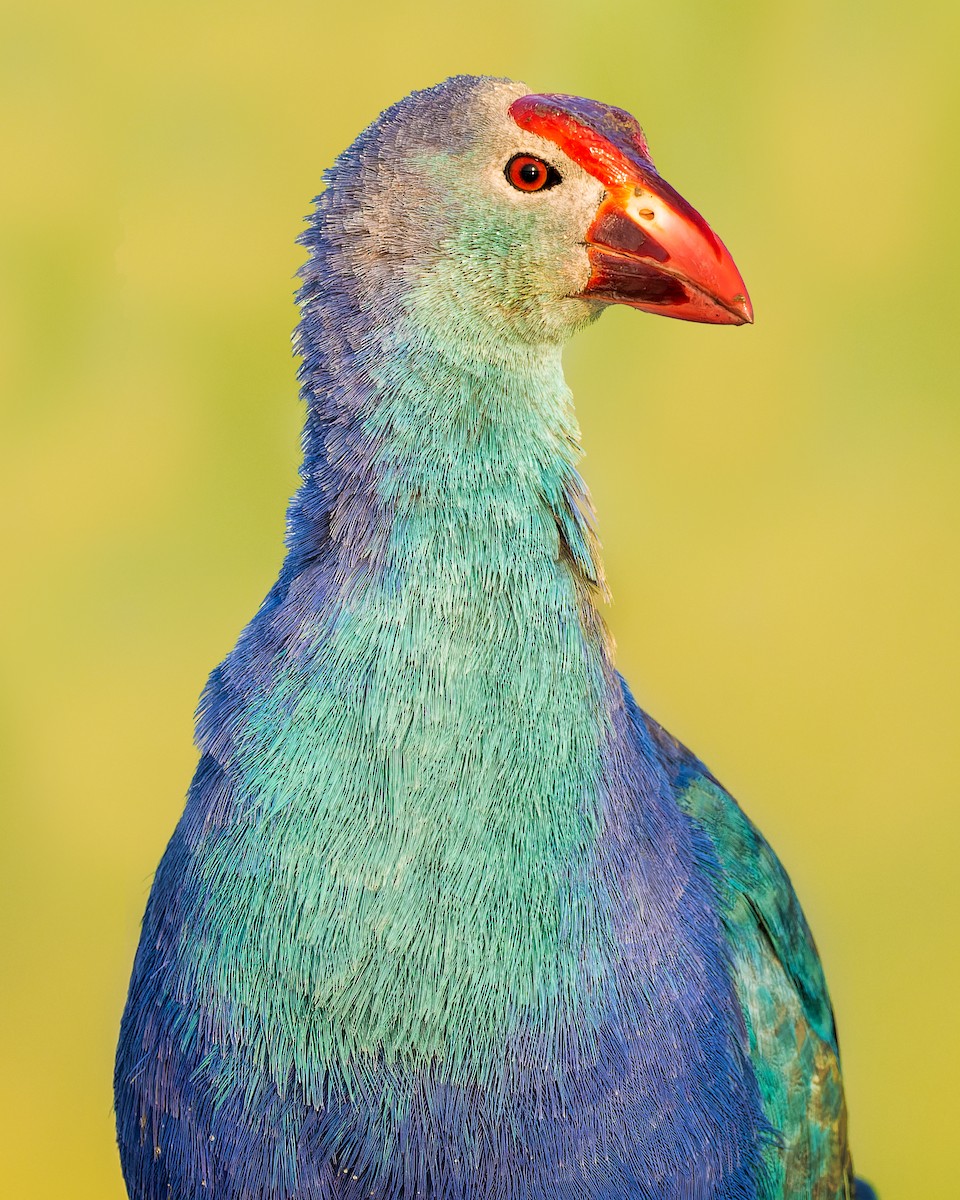 Gray-headed Swamphen - Rajat Chordia