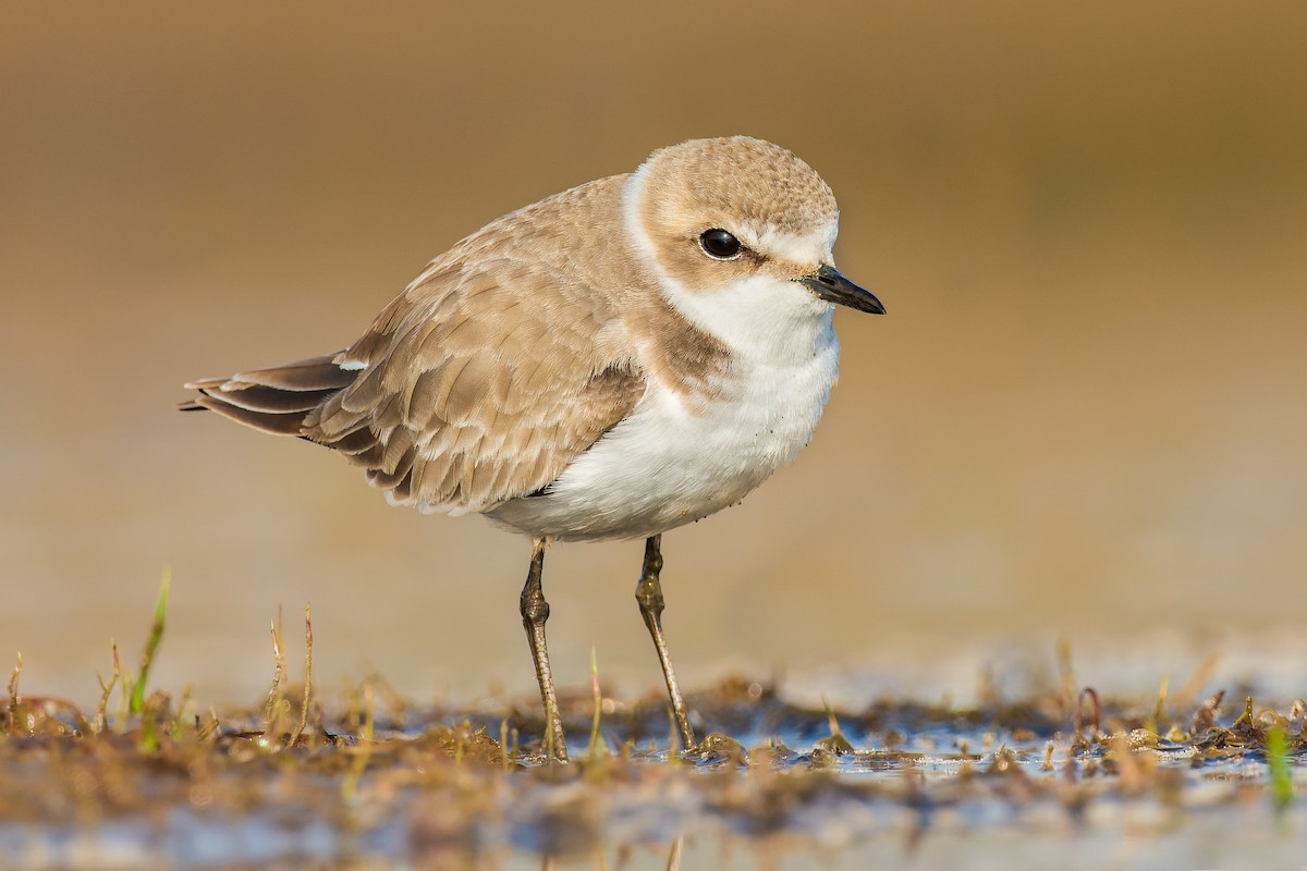 Kentish Plover - Rajat Chordia