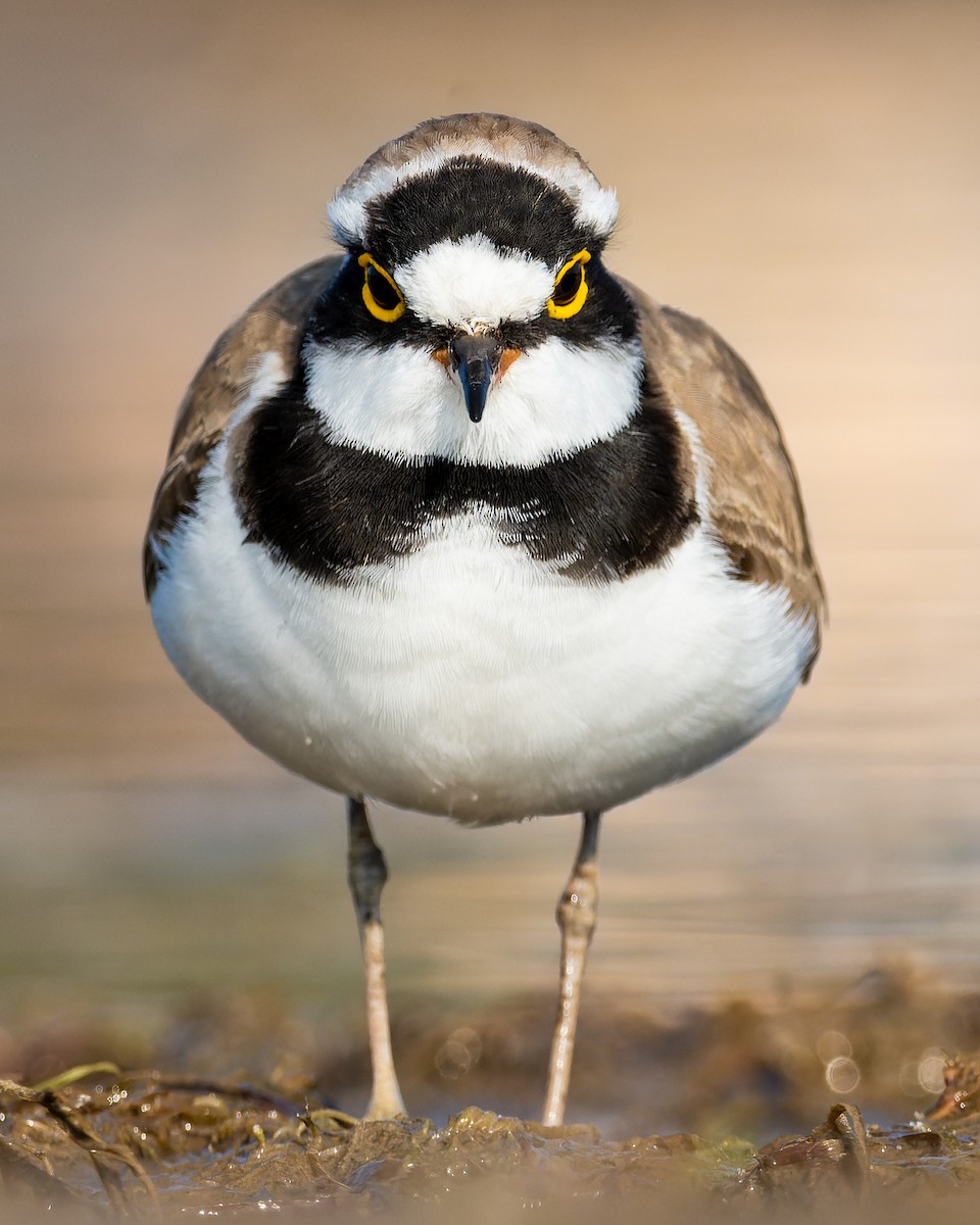 Little Ringed Plover - ML615742265