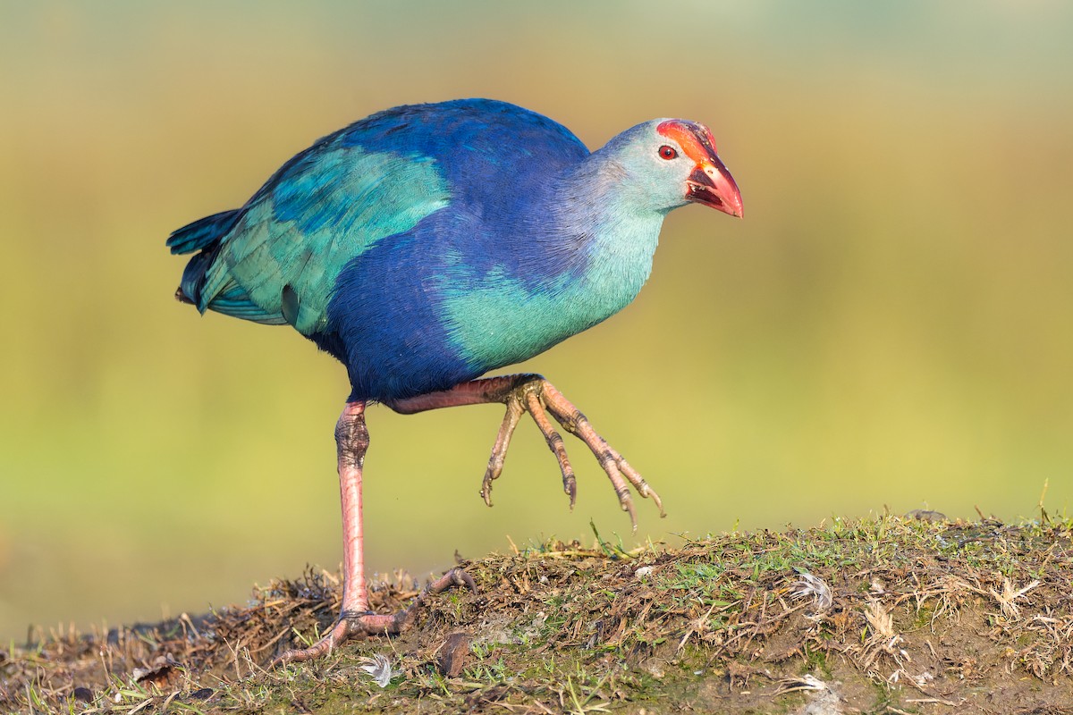 Gray-headed Swamphen - ML615742274