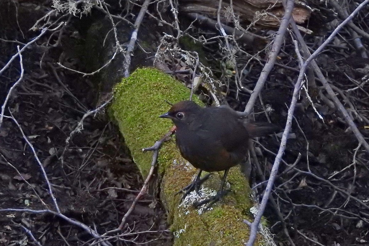 Black-throated Huet-huet - Chi-Lien (綺蓮) Hsueh (薛)