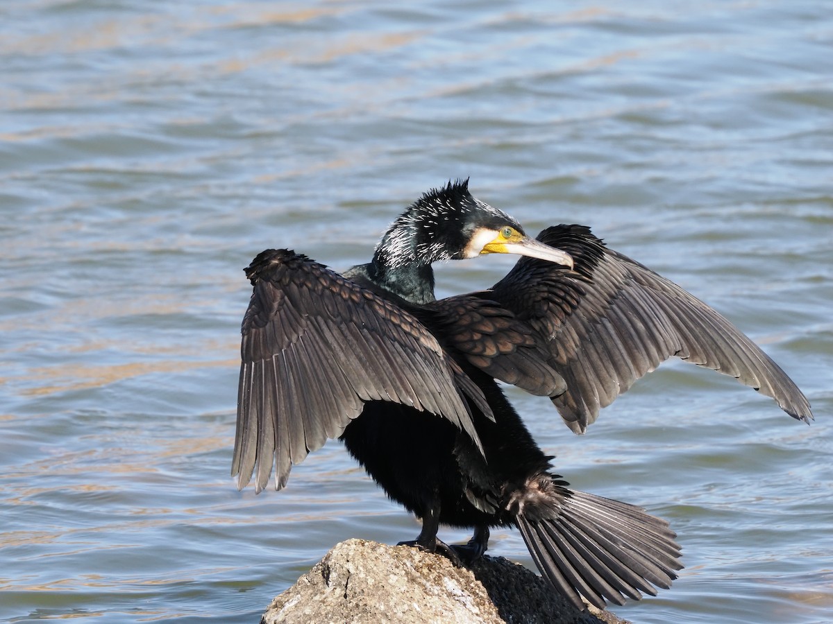 Great Cormorant - ML615742308