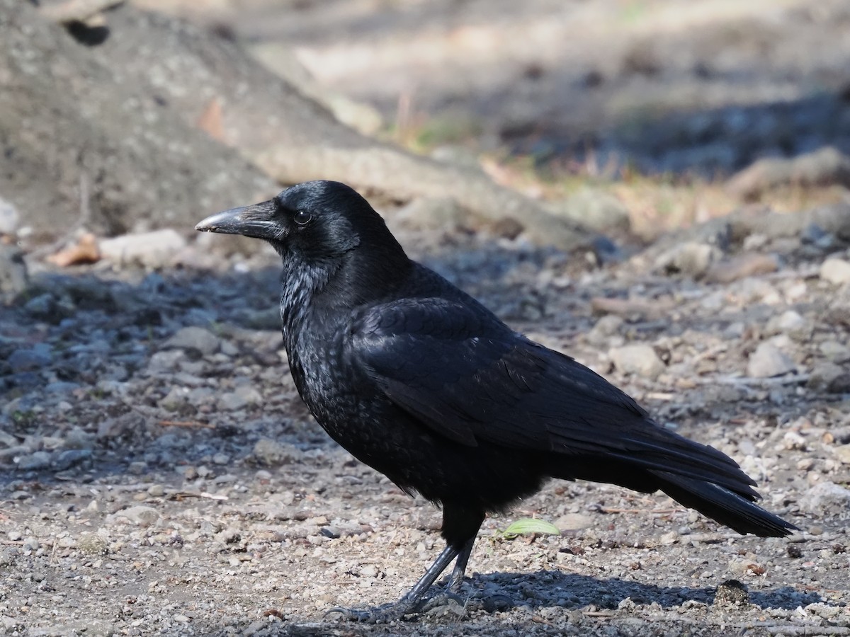 Carrion Crow - ML615742311