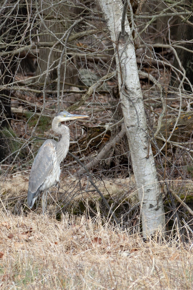 Great Blue Heron - ML615742314