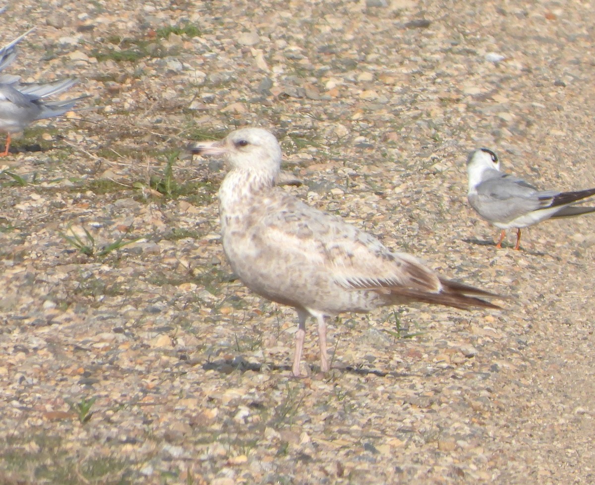 Herring Gull - ML615742349