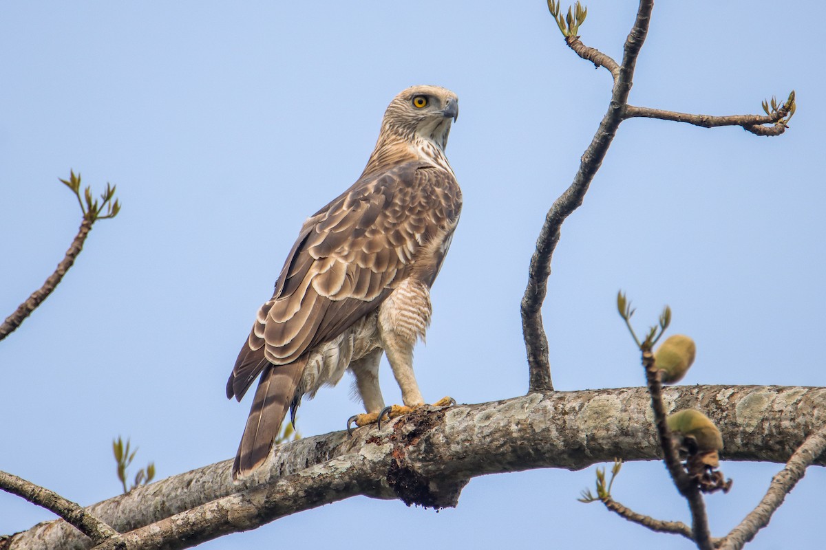Changeable Hawk-Eagle - ML615742380