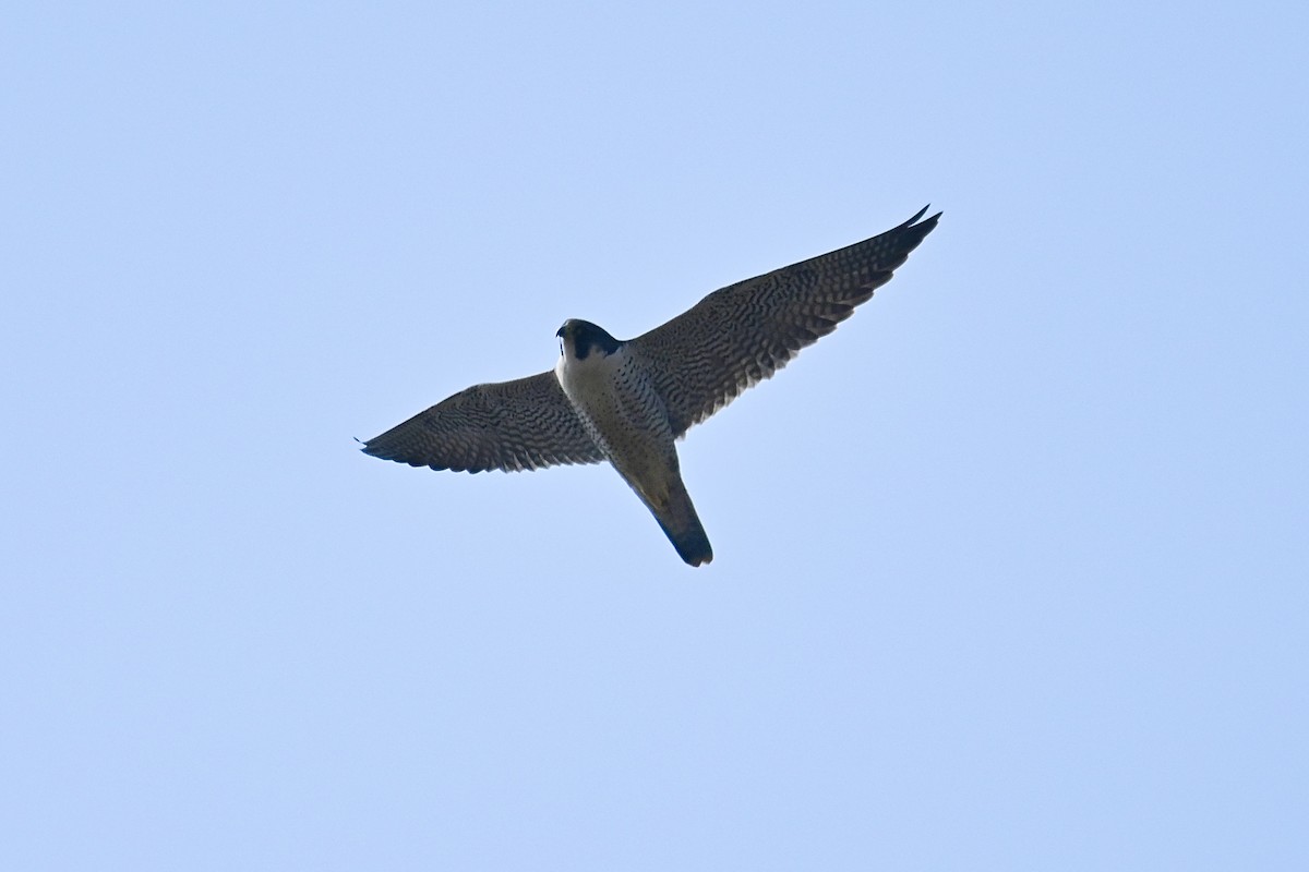 Peregrine Falcon - Dong Qiu