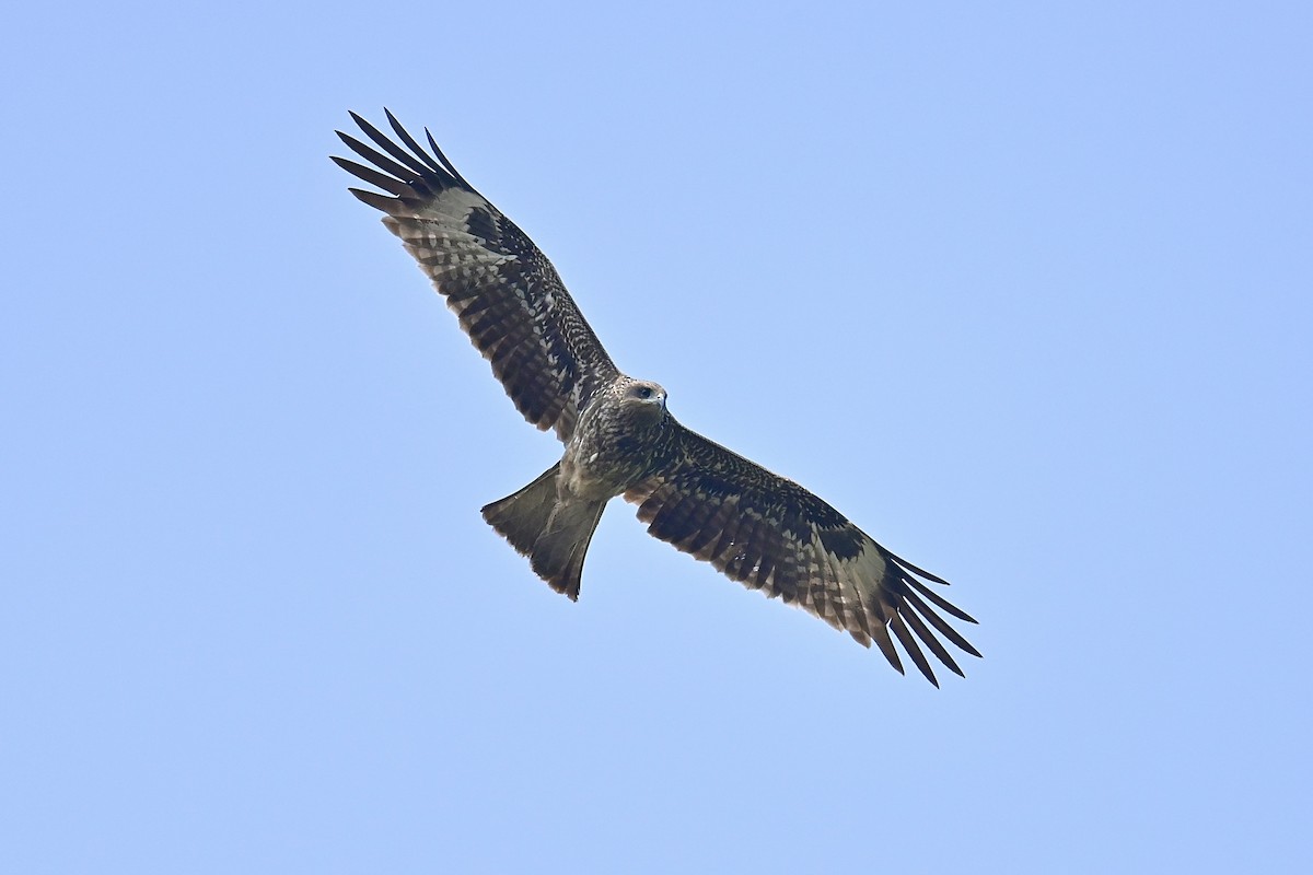 Black Kite - ML615742421