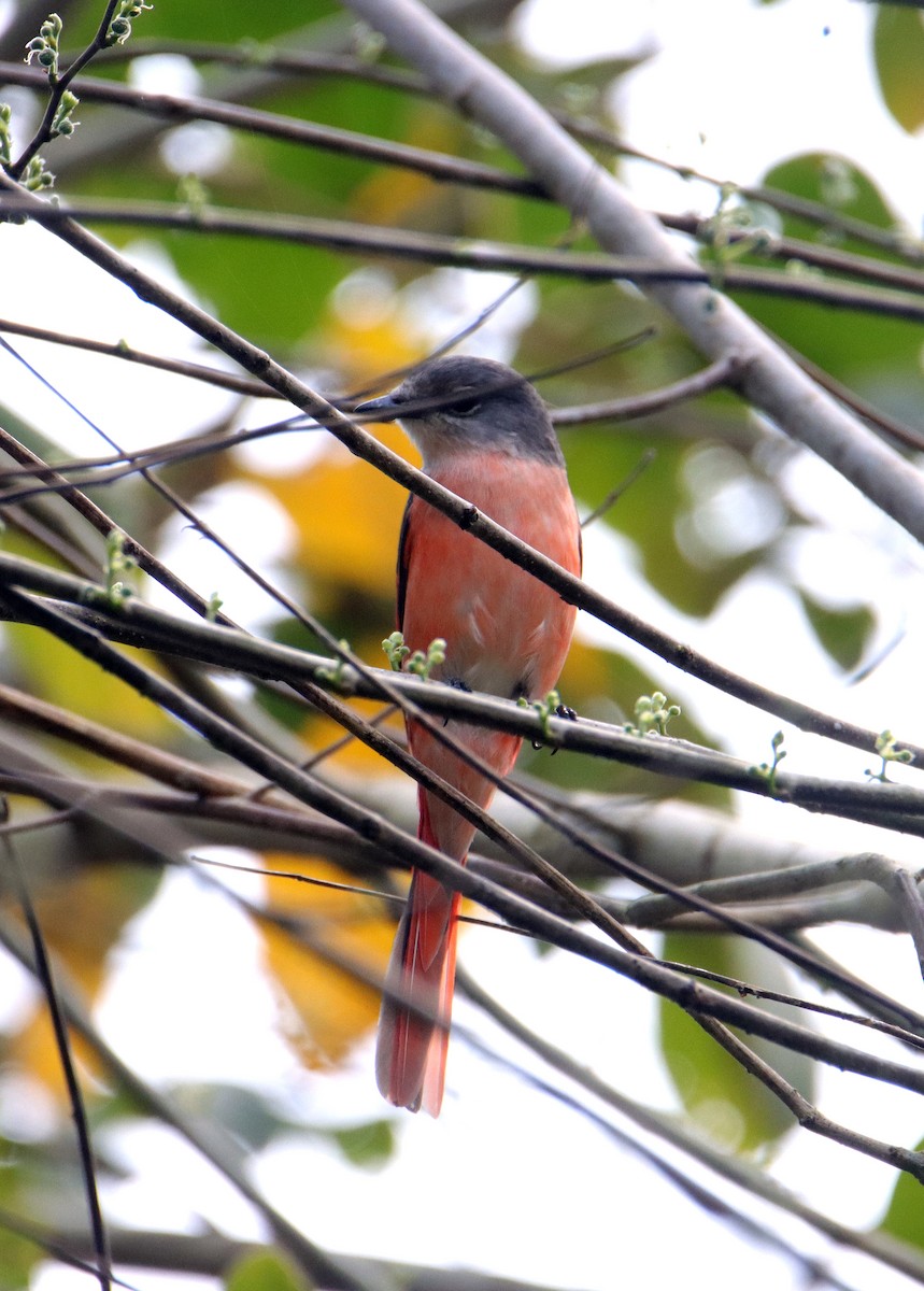 Rosy Minivet - ML615742448