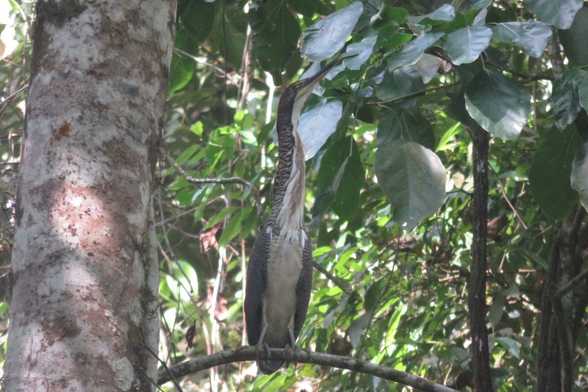 Fasciated Tiger-Heron - ML615742488