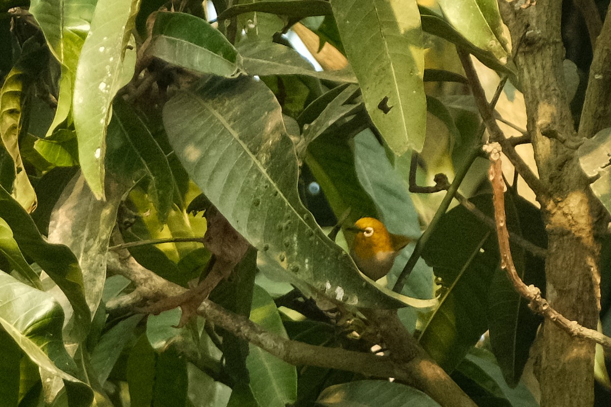 Indian White-eye - ML615742513