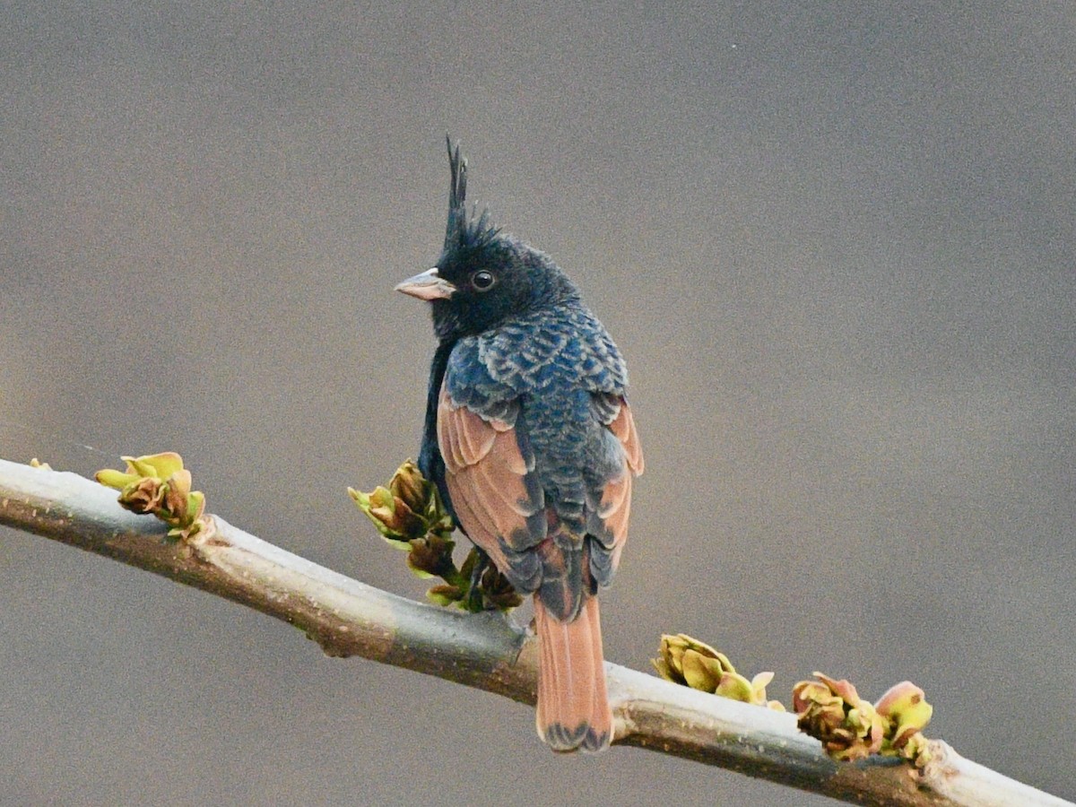 Crested Bunting - Joost Foppes