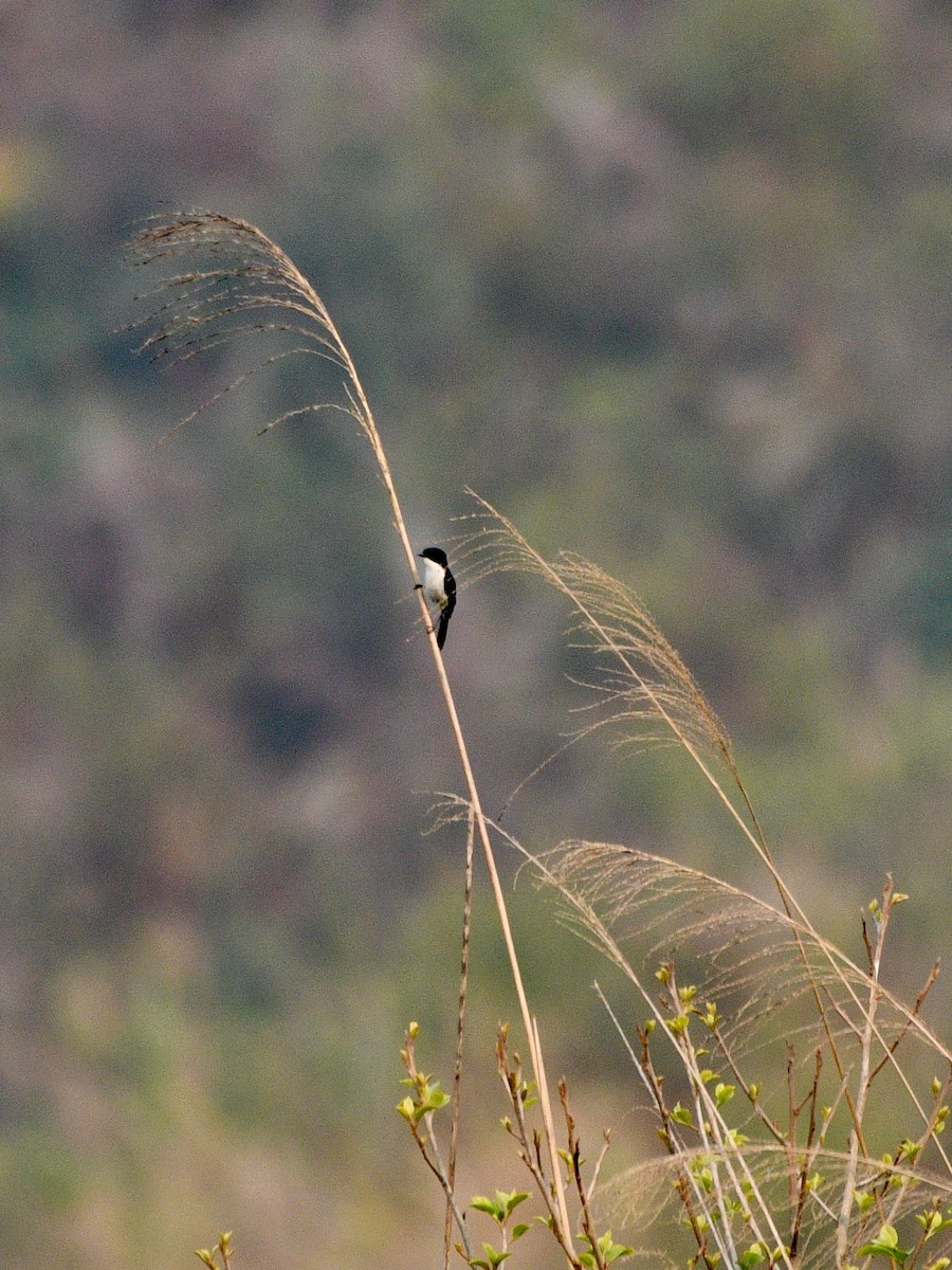 Jerdon's Bushchat - ML615742524