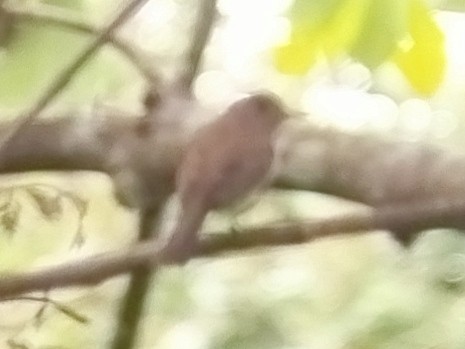 Brown-streaked Flycatcher - ML615742529