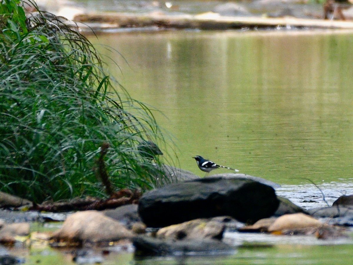 Slaty-backed Forktail - ML615742539