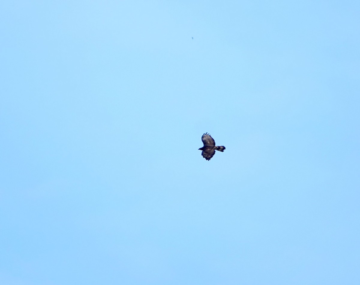 Oriental Honey-buzzard (Northern) - ML615742578