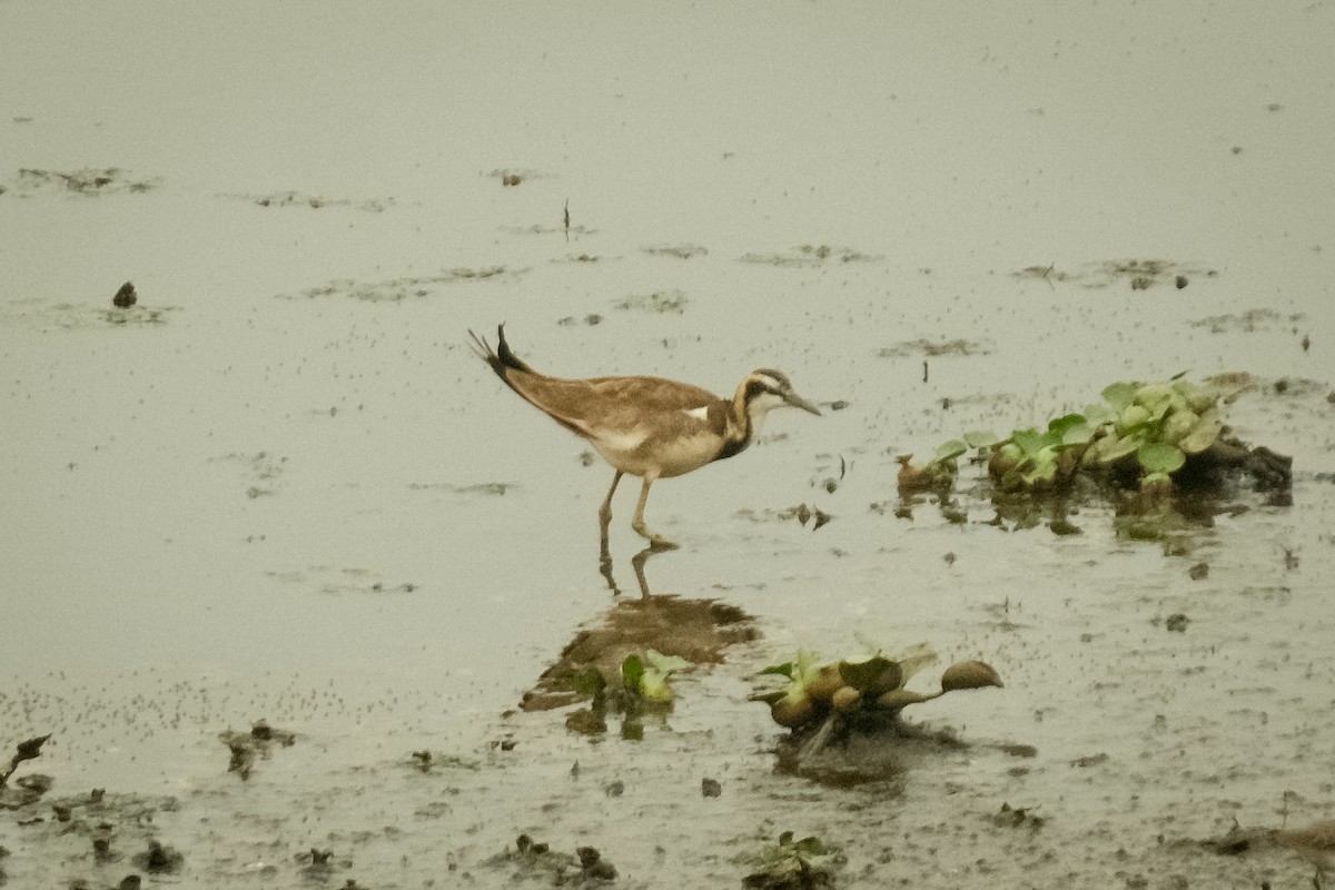 Pheasant-tailed Jacana - ML615742585