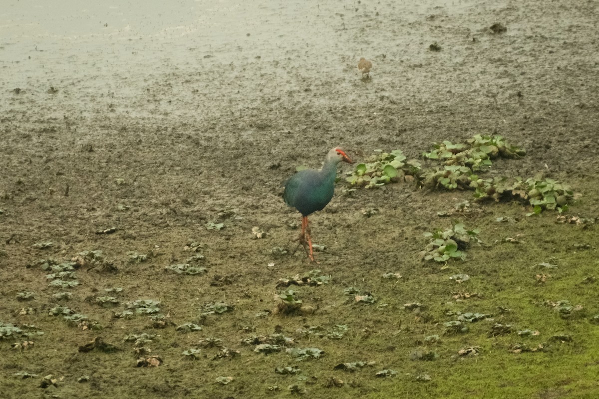 Gray-headed Swamphen - ML615742592