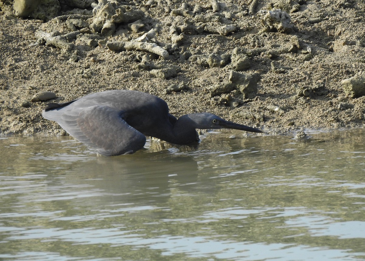 Pacific Reef-Heron - ML615742603