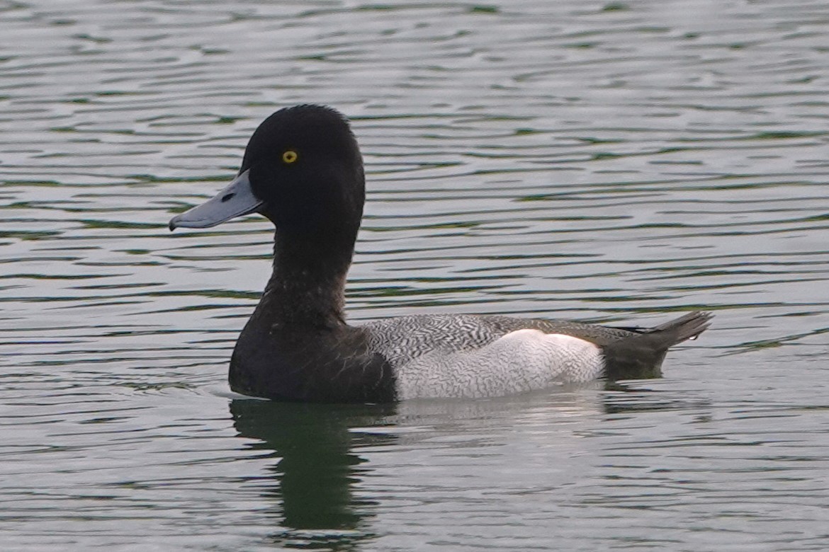 Lesser Scaup - Julien Piolain