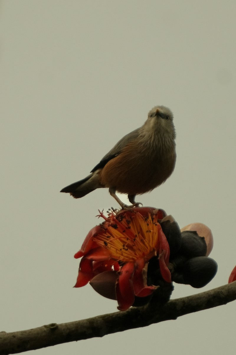 Chestnut-tailed Starling - ML615742686