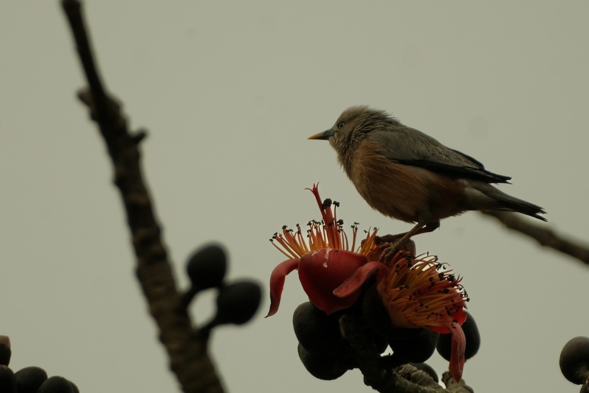 Chestnut-tailed Starling - ML615742687