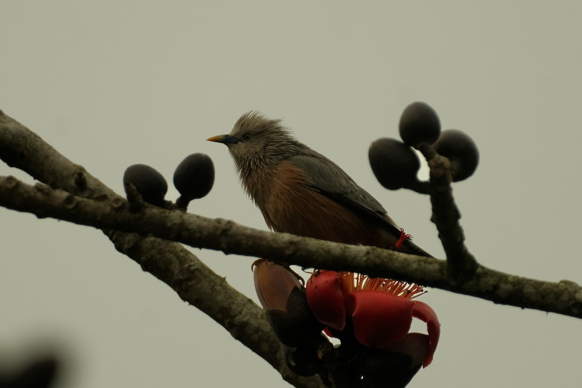 Chestnut-tailed Starling - ML615742688