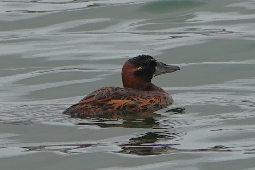 Masked Duck - ML615742689