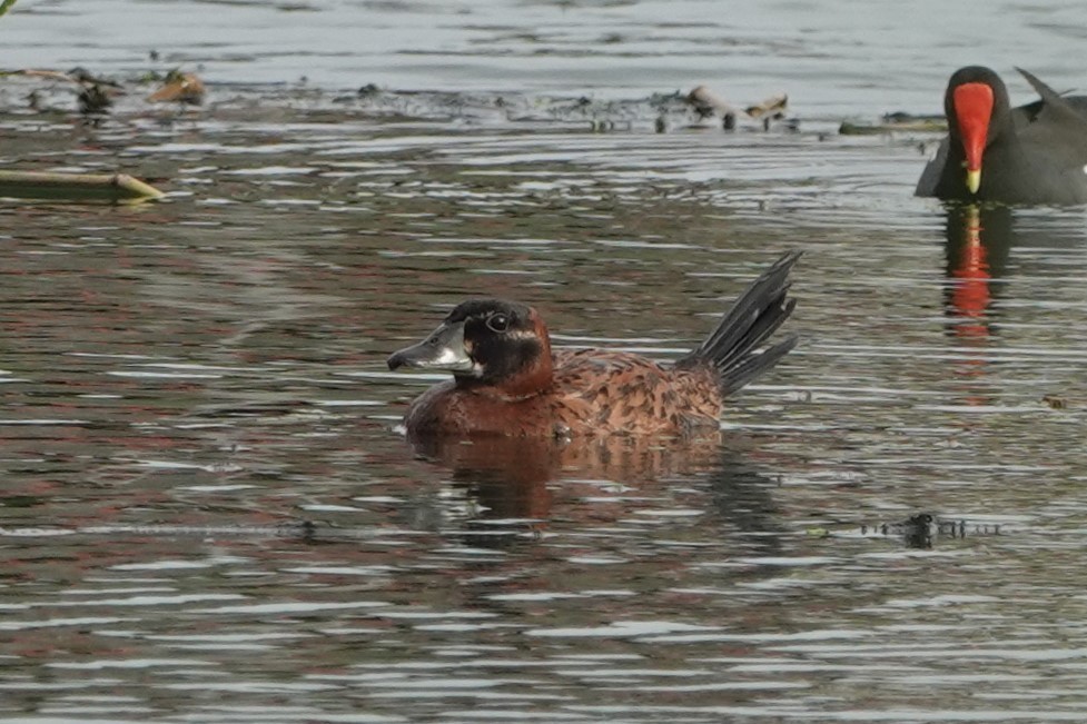 Masked Duck - ML615742691