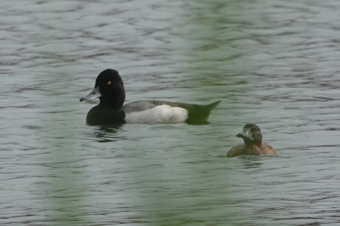 Masked Duck - ML615742698