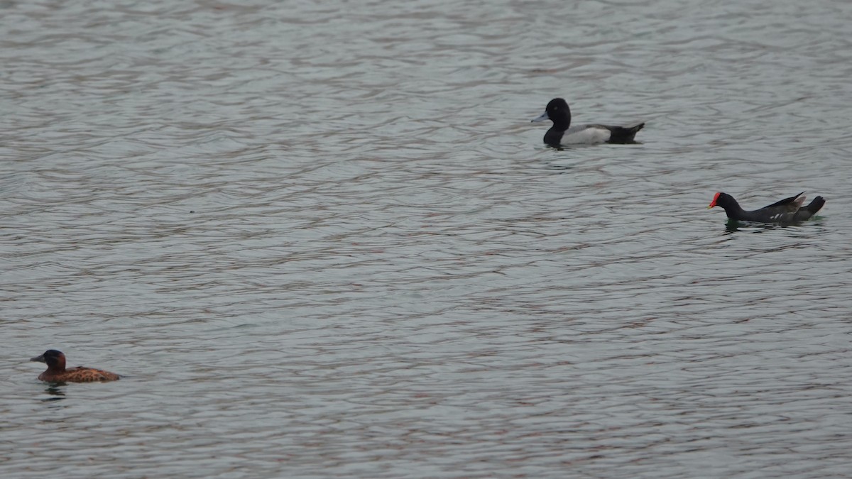 Masked Duck - Julien Piolain