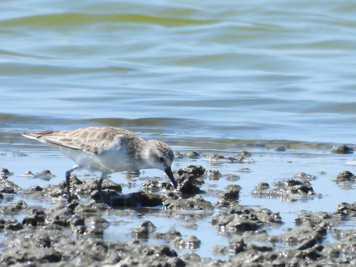 Rotkehl-Strandläufer - ML615742728