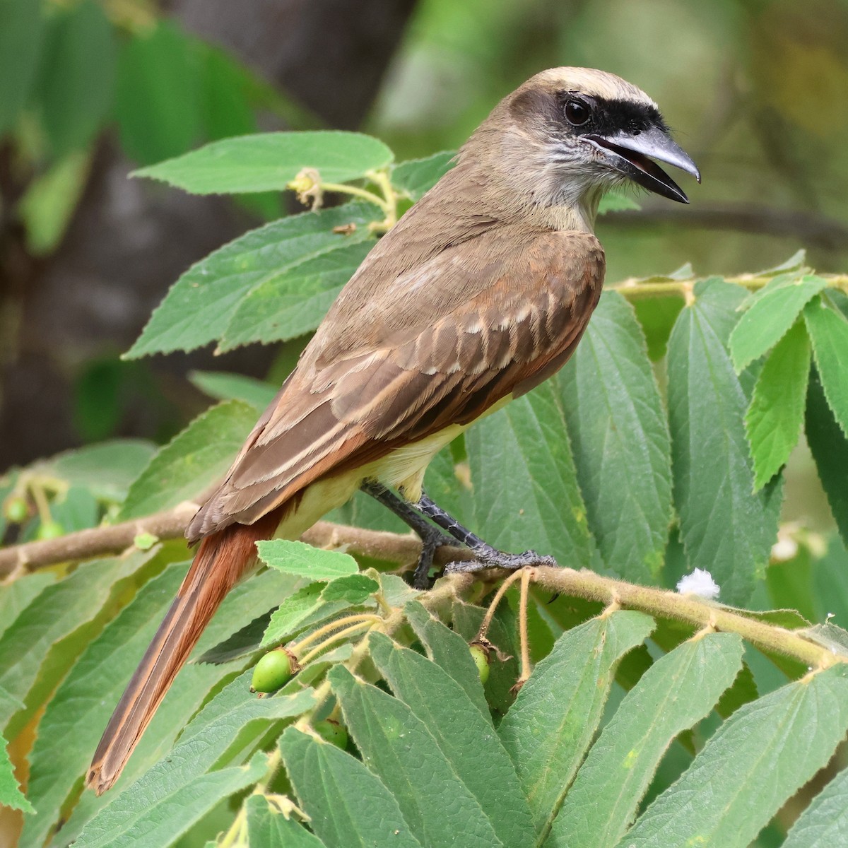 Baird's Flycatcher - ML615742753