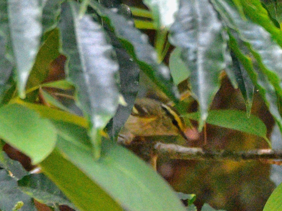 Davison's Leaf Warbler - Joost Foppes