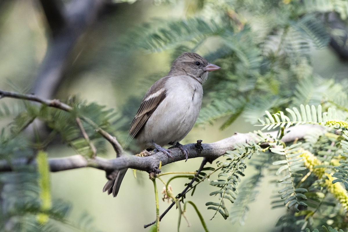 Yellow-throated Sparrow - Wachara  Sanguansombat