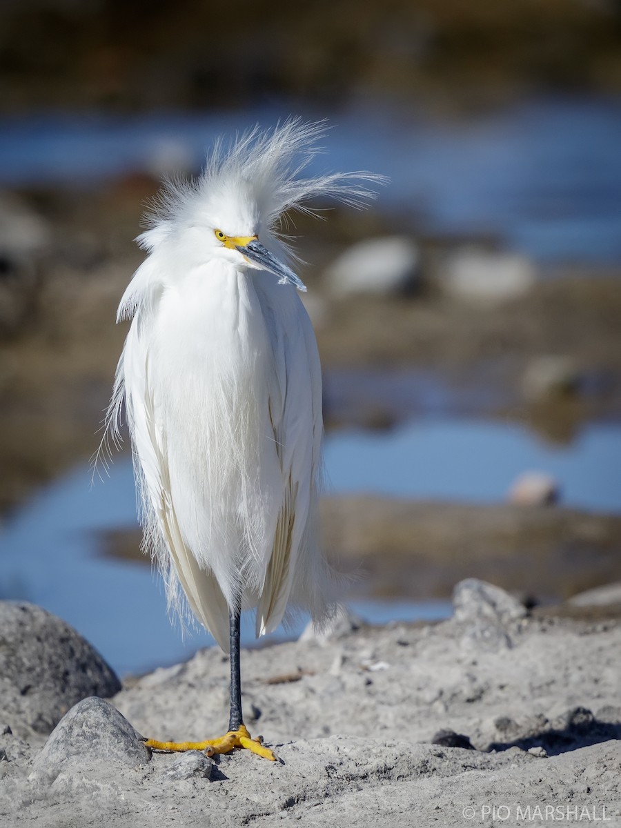 Snowy Egret - ML615742971