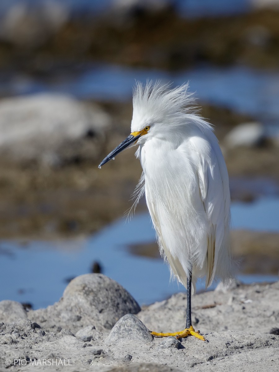 Snowy Egret - ML615742973