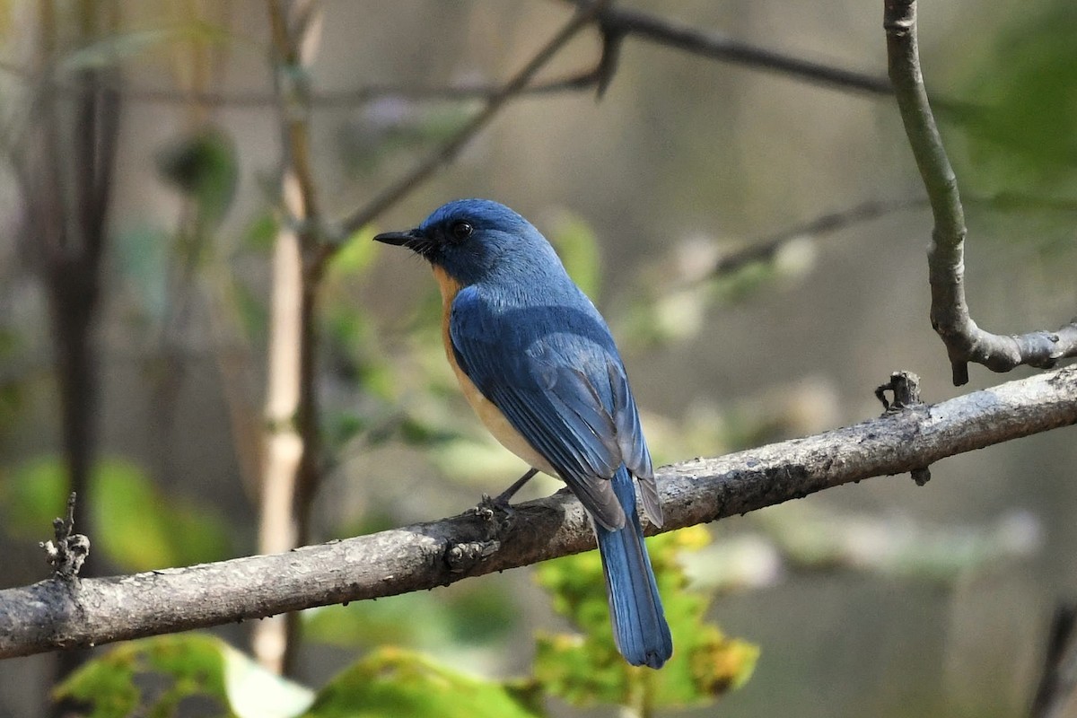 Tickell's Blue Flycatcher - ML615743005