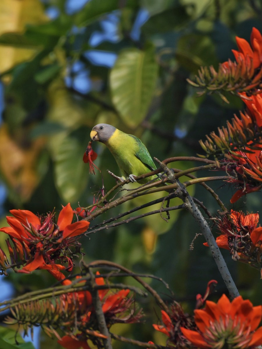 Plum-headed Parakeet - Tanisha Dawane